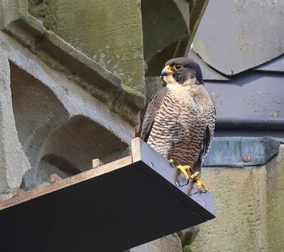 Slechtvalk - Peregrine Falcon