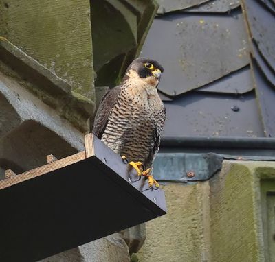 Slechtvalk - Peregrine Falcon