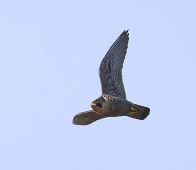 Slechtvalk - Peregrine Falcon
