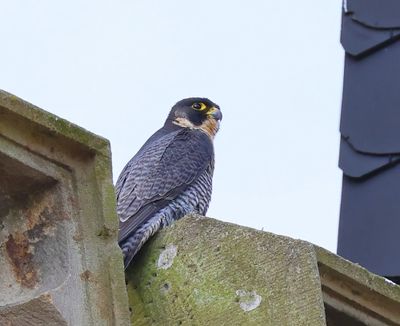 Slechtvalk - Peregrine Falcon