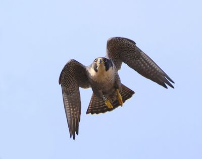 Slechtvalk - Peregrine Falcon