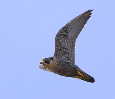 Slechtvalk - Perigrine Falcon
