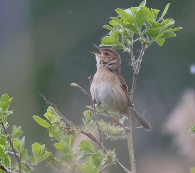 Snor -Savi's Warbler