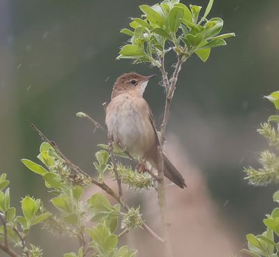 Snor - Savi's Warbler