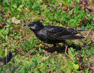Spreeuw - Common Starling