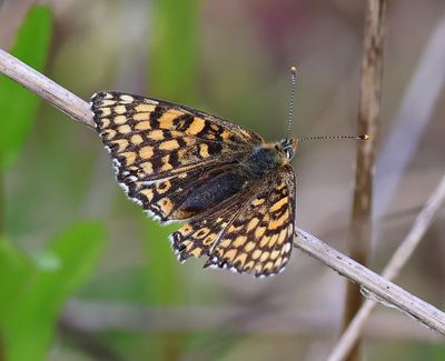 Veldparelmoervlinder - Glanville Fritillary