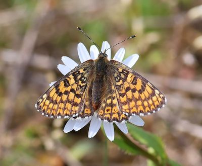 Veldparelmoervlinder - Glanville Fritillary