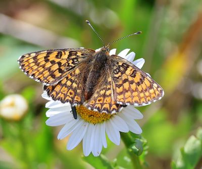 Veldparelmoervlinder - Glanville Fritillary
