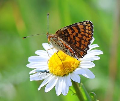 Veldparelmoervlinder - Glanville Fritillary