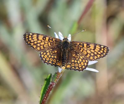 Veldparelmoervlinder - Glanville Fritillary