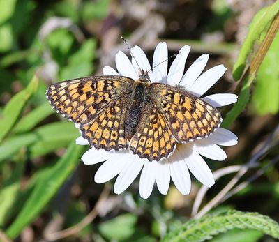 Veldparelmoervlinder - Glanville Fritillary