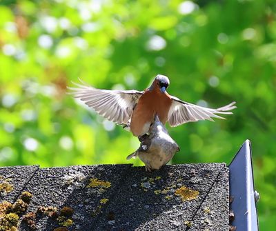 Vink - Common Chaffinch
