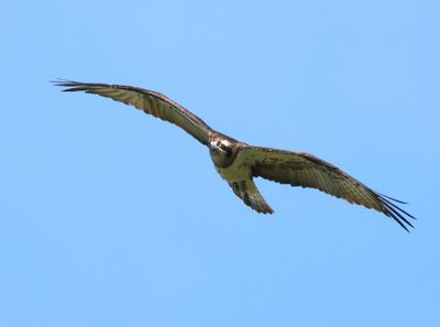 Visarend - Osprey