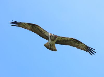 Visarend - Osprey