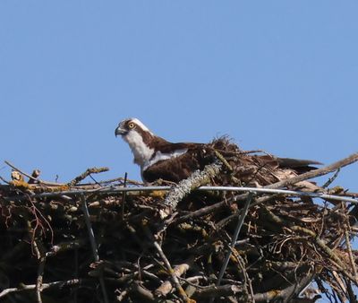 Visarend - Osprey