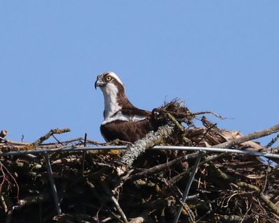Visarend - Osprey