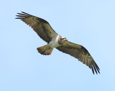 Visarend - Osprey