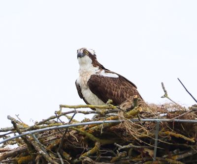 Visarend - Osprey
