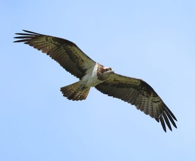 Visarend - Osprey
