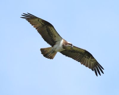 Visarend - Osprey