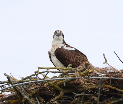 Visarend - Osprey