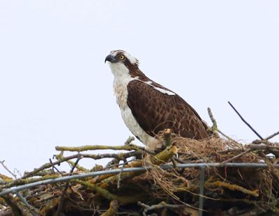 Visarend - Osprey