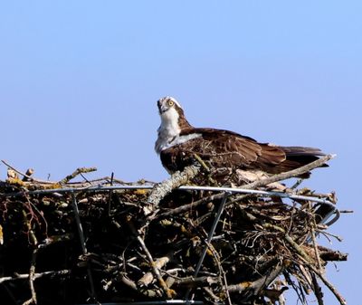 Visarend - Osprey