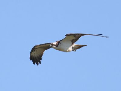 Visarend - Osprey