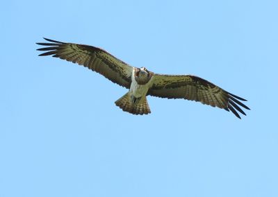 Visarend - Osprey