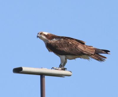 Visarend - Osprey