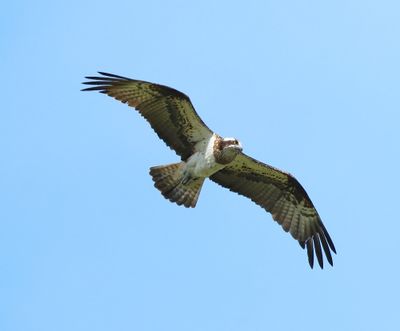 Visarend - Osprey