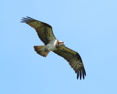 Visarend - Osprey