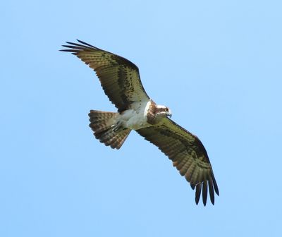 Visarend - Osprey