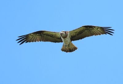 Visarend - Osprey