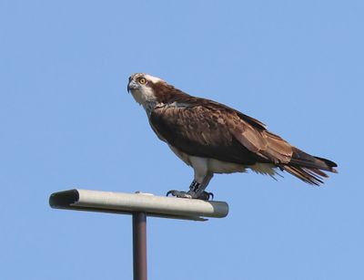 Visarend - Osprey
