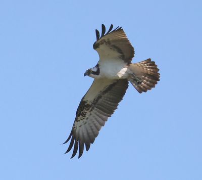 Visarend - Osprey