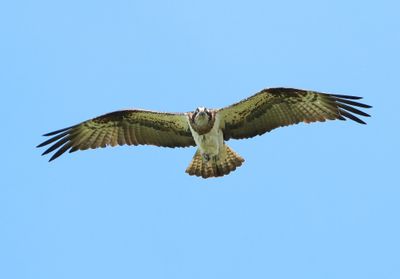 Visarend - Osprey
