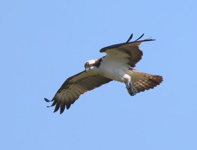 Visarend - Osprey