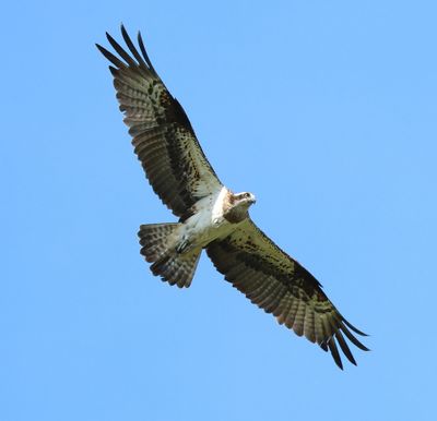 Visarend - Osprey