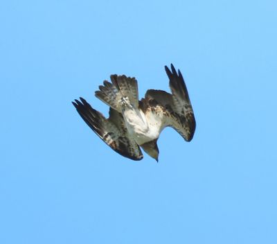Visarend - Osprey