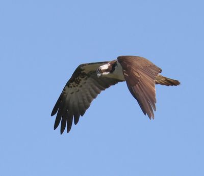 Visarend - Osprey