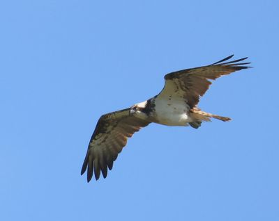 Visarend - Osprey