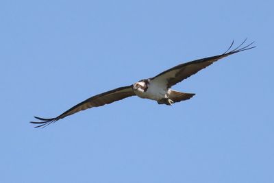 Visarend - Osprey