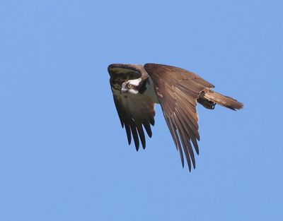 Visarend - Osprey