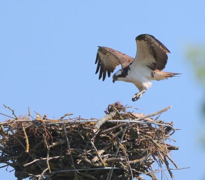 Visarend - Osprey