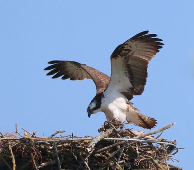 Visarend - Osprey