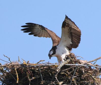Visarend - Osprey