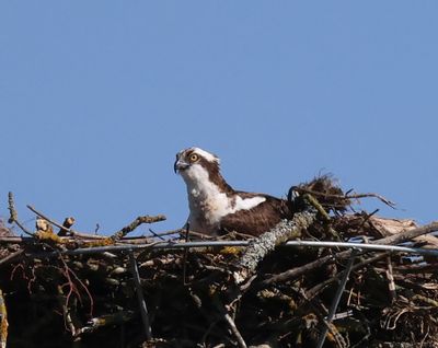 Visarend - Osprey