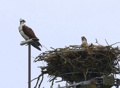 Visarenden - Ospreys