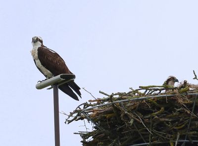 Visarenden - Ospreys